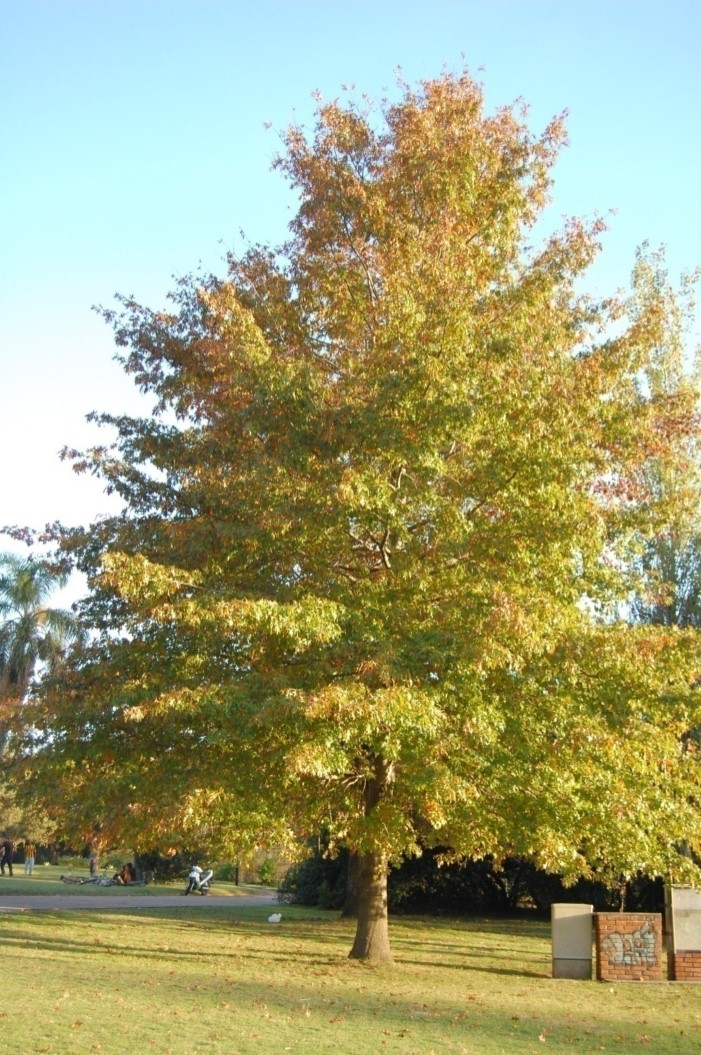 Quercus palustris, “Roble americano”